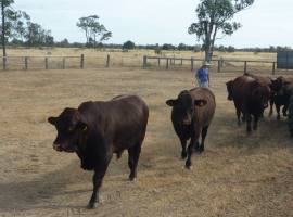 Why You Need To Test Bull Semen Sperm