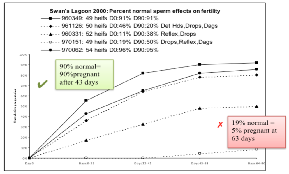 Why You Should Be Testing Your Bull’s Semen