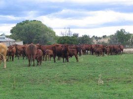 Supplementation of rangeland primiparous Bos indicus x Bos taurus beef heifers during lactation. 2. Effects upon the reproductive development of bull calf progeny